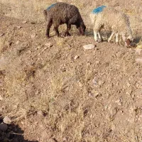 بره نرماده