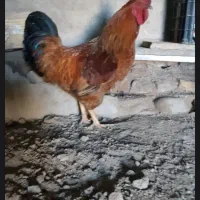 خروس جوان