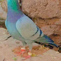 کفتر عالی