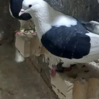 همه پرشی گرفتنی