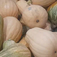 کدو حلوایی