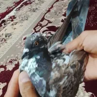 معاوزه