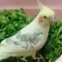 ۴عدد جوجه عروس دوکت