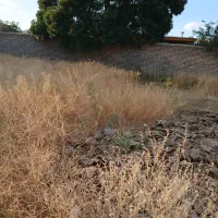 زمین-در-حاشیه-بلوار-مدرس