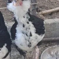 نیمچه خورس گلین