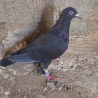 کبوترفروشی
