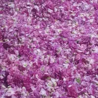 گل محمدی  قزل گول