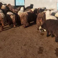 فروش بره پرواری