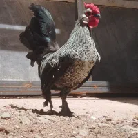 خروس فونیکس
