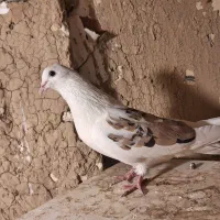 دو تا کفتر نر معاوصه با کفتر ماده