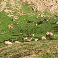 معاوضه ندارم