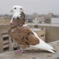 کبوتر هماشازده سرور