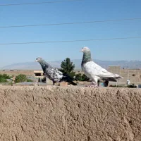 یک جفت هفت رنگ نر و ماده ب شرط پرش و تخم و جوجه