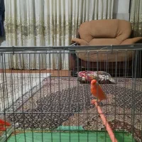 قناری ردفکتور اورجینال