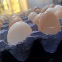 تخم مرغ محلی اصل