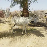 بز دوقلوزا جوان و سرحال