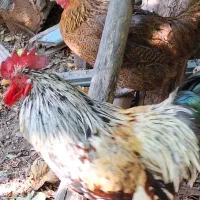 خروس درشت