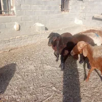 شیشک خوش رنگ