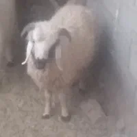 بره نر