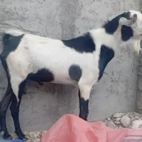 نری هیکلی و جوان مخصوص گله