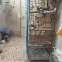 قفس پرنده