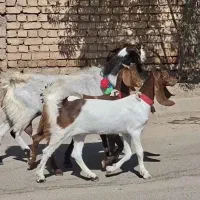 شاه بز زایده با بزغاله ماده بزرگ خیلی شیرا