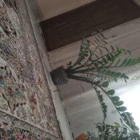 گل زامفولیا