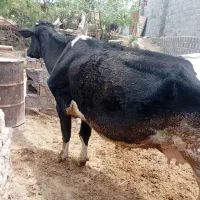 گاو.هولشتاین.باگوساله.نر اصل