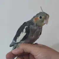 جوجه عروس هلندی