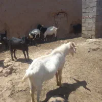 تکه‌سانن و چبش مخصوص قربانی