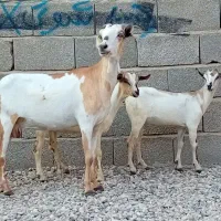 ۲تا بز دوقلوزا با کهره هاشون