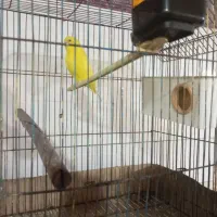 عروس هلندی مرغ عشق