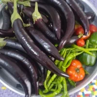 بادمجان محلی وارگانیک