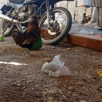 خروس پاکوتا