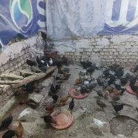 جوجه مرغ خروس