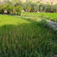 نشا برنج تومه
