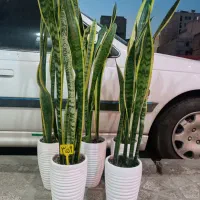 گل سانسوریا ابلغ/ابلق فقط تا امروز