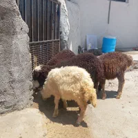 ۵ راس بره پرواری شیر مست