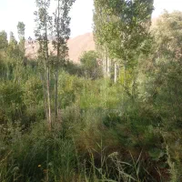 زمین-باغی-در-جوستان