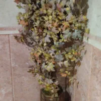 گل مسنوی بسیارتمیز