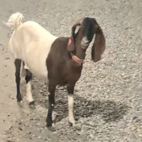 بز ، بزغاله