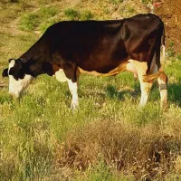 گاو گوساله سیمتال شکم دوم
