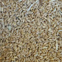 گندم دیم قابوس