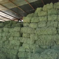 علوفه یونجه کاه