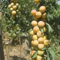 الو حاج حسنی و کبرایی به صورت هسه ای