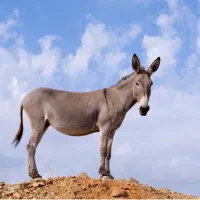 الاغ