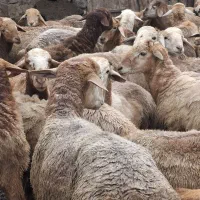 200 راس بره (توقلی جوان) گوشتی در اردبیل