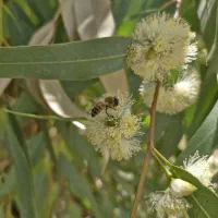 عسل اکالیپتوس (عسل بهاره)