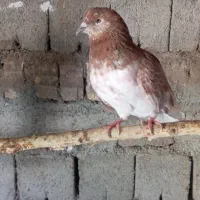 کبوتر نر