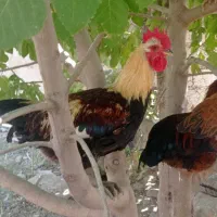 خروس‌ ‌محلی